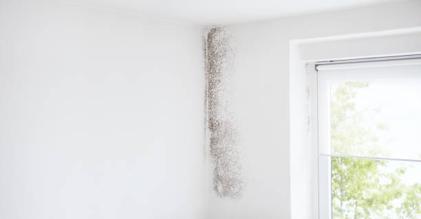 Best Crawl Space Mold Remediation  in Eatonville, FL