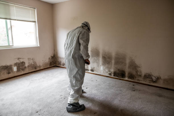 Best Industrial Mold Remediation  in Eatonville, FL