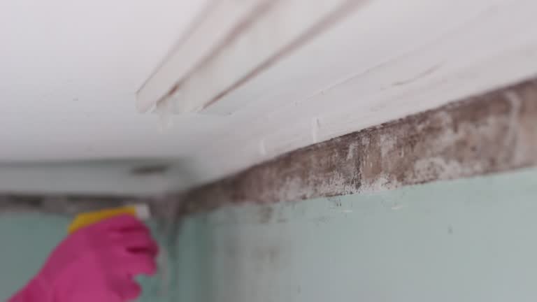 Best Mold Odor Removal Services  in Eatonville, FL